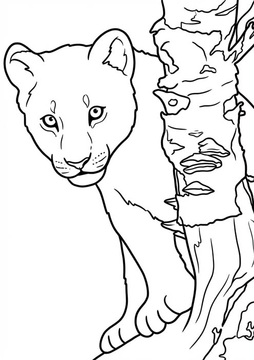 neugieriges löwenkind